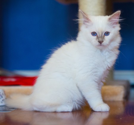 Tror att väggen här hemma speglar av sig i ögonen, för här ser de extra blå ut :D