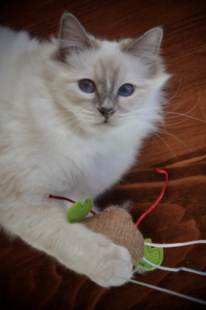 Bella, februari 2016