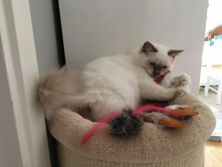 Lyckostenen's Amadeus, Skalman, 4 månader