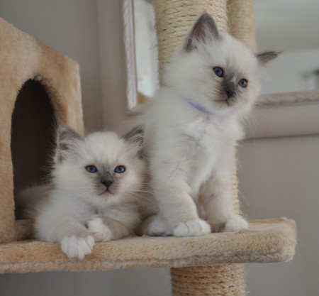 Casper & Caspian 8/6-18