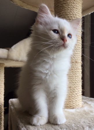 Cornelia till salu :)