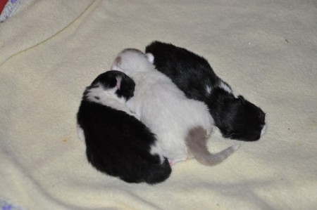 bara något dygn gamla