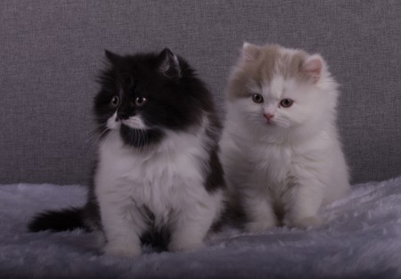 Elton och Elliot 8 veckor