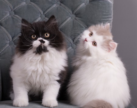 Elvis och Elliot 11 veckor